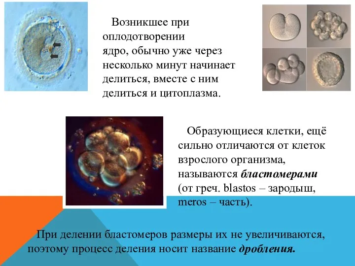 Возникшее при оплодотворении ядро, обычно уже через несколько минут начинает делиться,