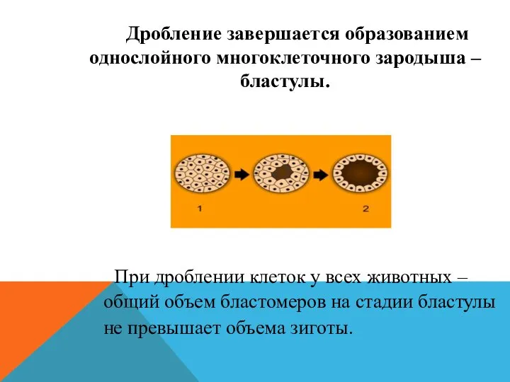 Дробление завершается образованием однослойного многоклеточного зародыша – бластулы. При дроблении клеток