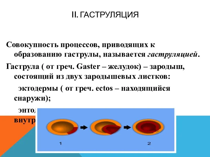 II. ГАСТРУЛЯЦИЯ Совокупность процессов, приводящих к образованию гаструлы, называется гаструляцией. Гаструла