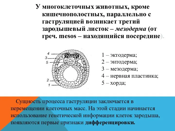 У многоклеточных животных, кроме кишечнополостных, параллельно с гаструляцией возникает третий зародышевый