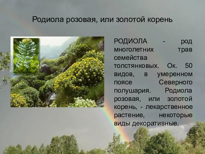 Родиола розовая, или золотой корень РОДИОЛА - род многолетних трав семейства