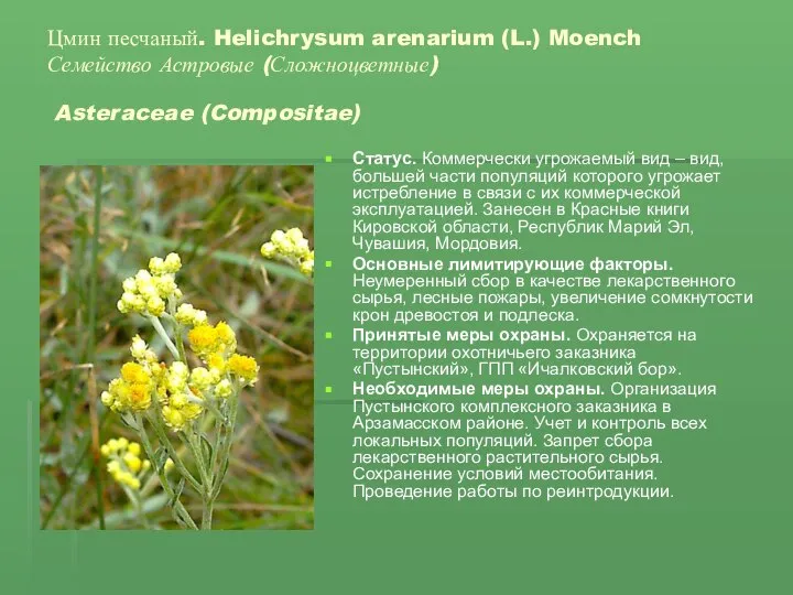 Цмин песчаный. Helichrysum arenarium (L.) Moench Семейство Астровые (Сложноцветные) Asteraceae (Compositae)