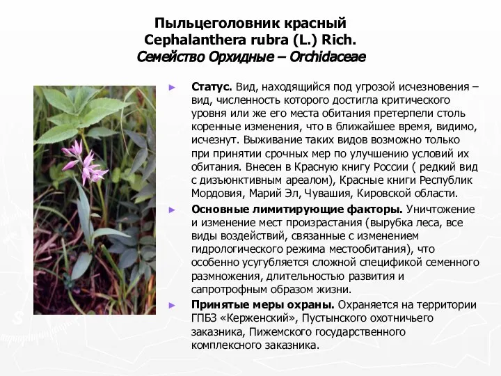 Пыльцеголовник красный Cephalanthera rubra (L.) Rich. Семейство Орхидные – Orchidaceae Статус.