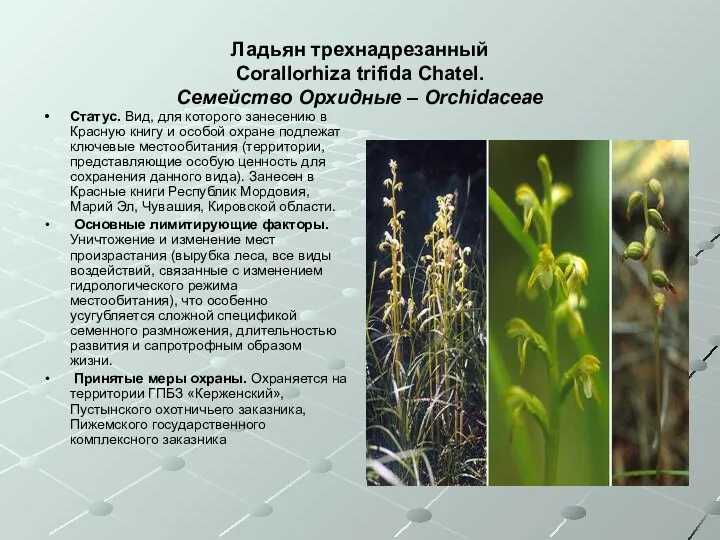 Ладьян трехнадрезанный Corallorhiza trifida Chatel. Семейство Орхидные – Orchidaceae Статус. Вид,