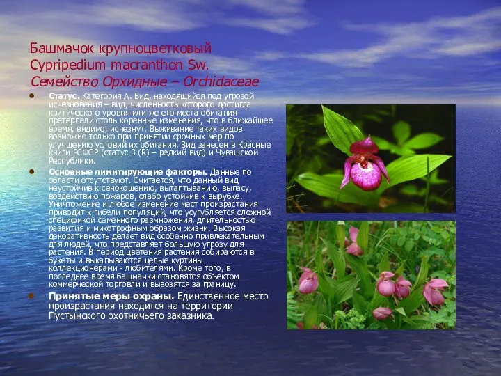 Башмачок крупноцветковый Cypripedium macranthon Sw. Семейство Орхидные – Orchidaceae Статус. Категория