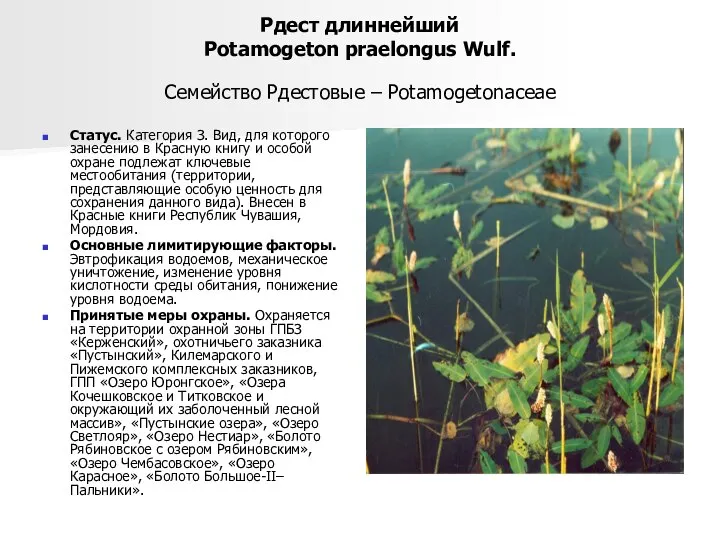 Рдест длиннейший Potamogeton praelongus Wulf. Семейство Рдестовые – Potamogetonaceae Статус. Категория