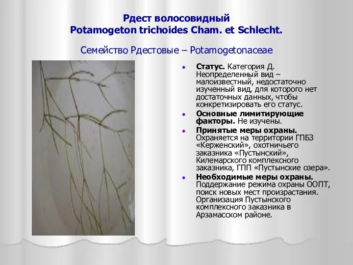 Рдест волосовидный Potamogeton trichoides Cham. et Schlecht. Семейство Рдестовые – Potamogetonaceae