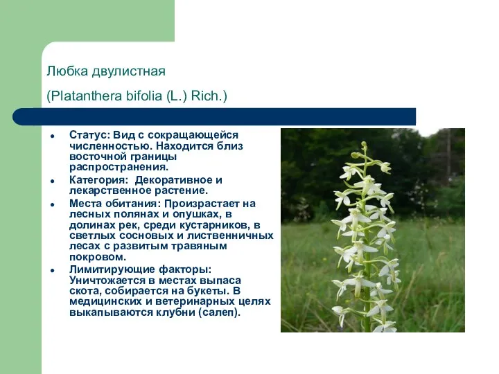 Любка двулистная (Platanthera bifolia (L.) Rich.) Статус: Вид с сокращающейся численностью.