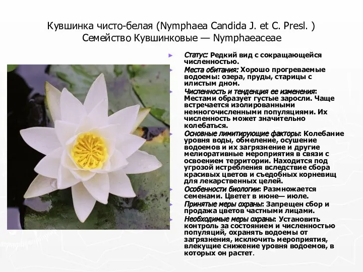 Кувшинка чисто-белая (Nymphaea Candida J. et С. Presl. ) Семейство Кувшинковые