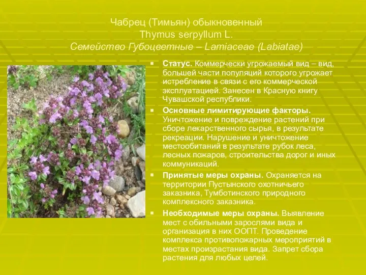 Чабрец (Тимьян) обыкновенный Thymus serpyllum L. Семейство Губоцветные – Lamiaceae (Labiatae)