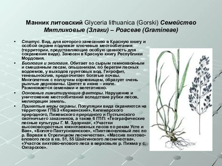 Манник литовский Glyceria lithuanica (Gorski) Семейство Мятликовые (Злаки) – Poaceae (Gramineae)