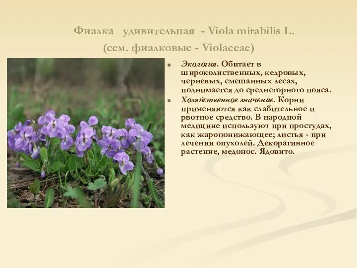 Фиалка удивительная - Viola mirabilis L. (сем. фиалковые - Violaceae) Экология.