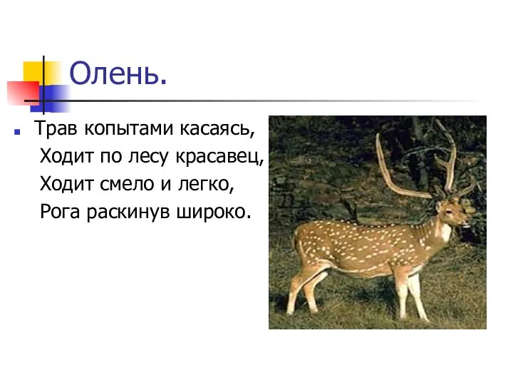 Олень. Трав копытами касаясь, Ходит по лесу красавец, Ходит смело и легко, Рога раскинув широко.