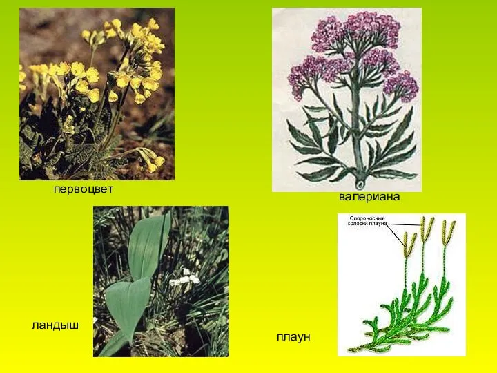 первоцвет валериана плаун ландыш