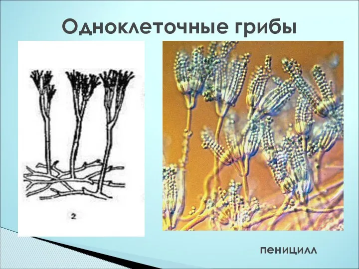 Одноклеточные грибы пеницилл