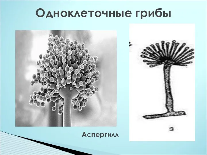 Одноклеточные грибы Аспергилл