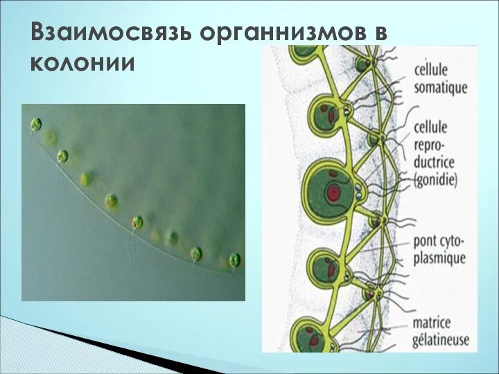 Взаимосвязь органнизмов в колонии