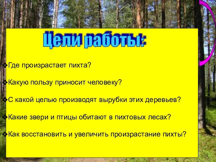 Где произрастает пихта? Какую пользу приносит человеку? С какой целью производят