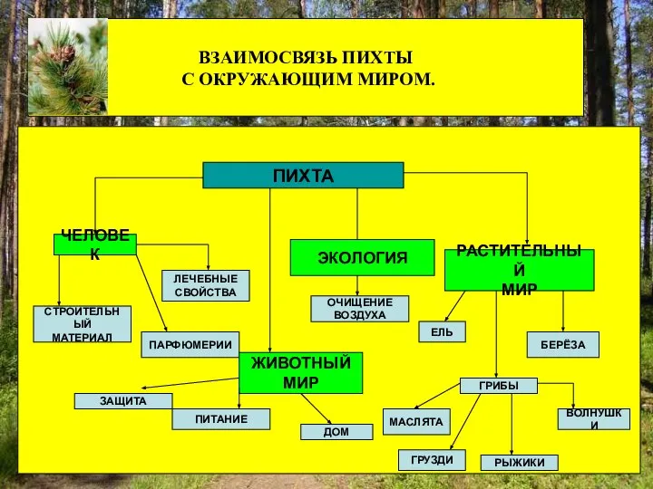 ВЗАИМОСВЯЗЬ ПИХТЫ С ОКРУЖАЮЩИМ МИРОМ. ВЗАИМОСВЯЗЬ ПИХТЫ С ОКРУЖАЮЩИМ МИРОМ. ПИХТА