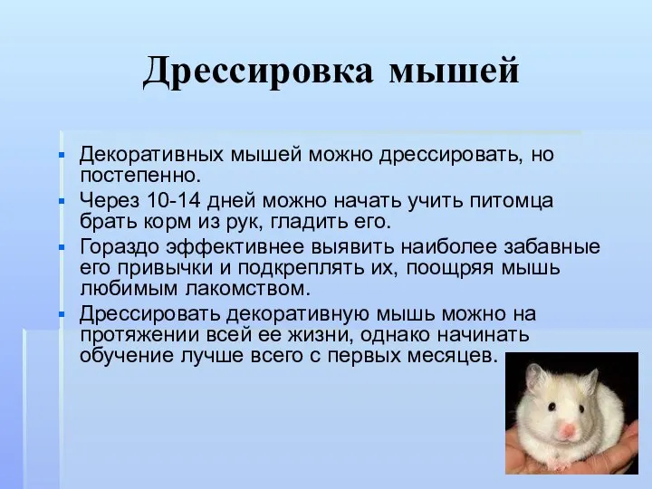 Дрессировка мышей Декоративных мышей можно дрессировать, но постепенно. Через 10-14 дней