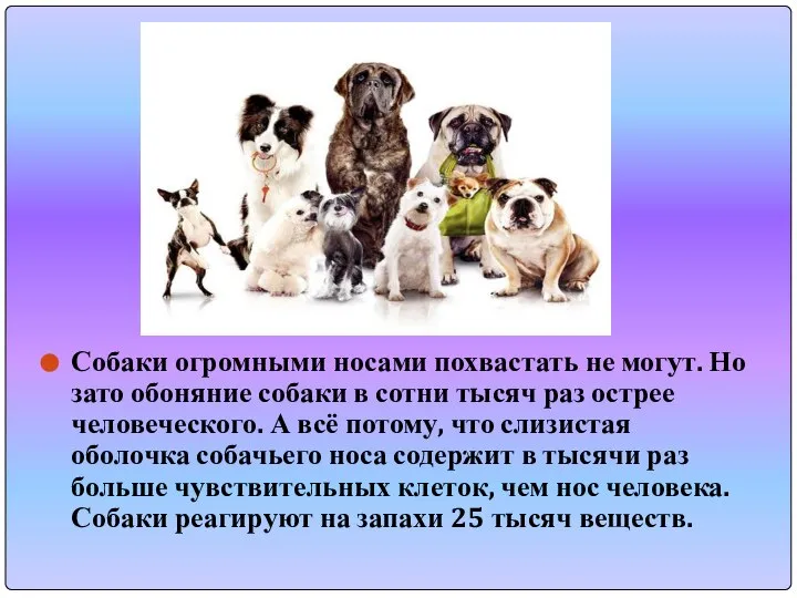 Собаки огромными носами похвастать не могут. Но зато обоняние собаки в