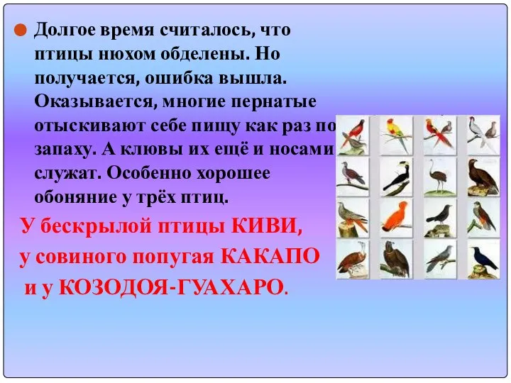 Долгое время считалось, что птицы нюхом обделены. Но получается, ошибка вышла.