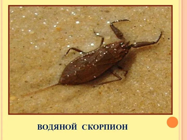 ВОДЯНОЙ СКОРПИОН