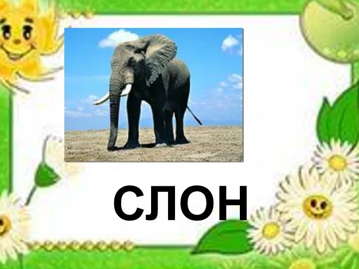 слон