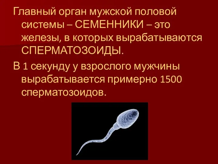 Главный орган мужской половой системы – СЕМЕННИКИ – это железы, в