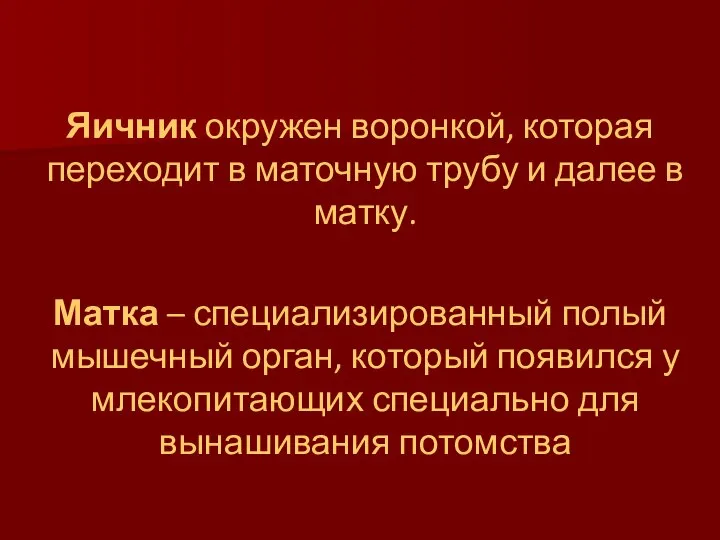 Яичник окружен воронкой, которая переходит в маточную трубу и далее в