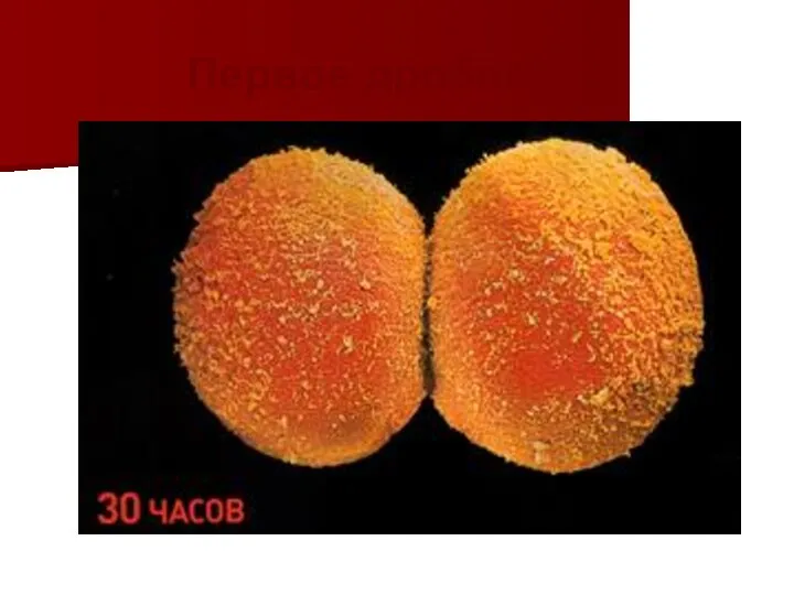 Первое дробление