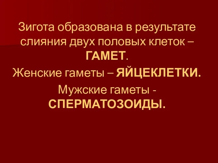 Зигота образована в результате слияния двух половых клеток – ГАМЕТ. Женские