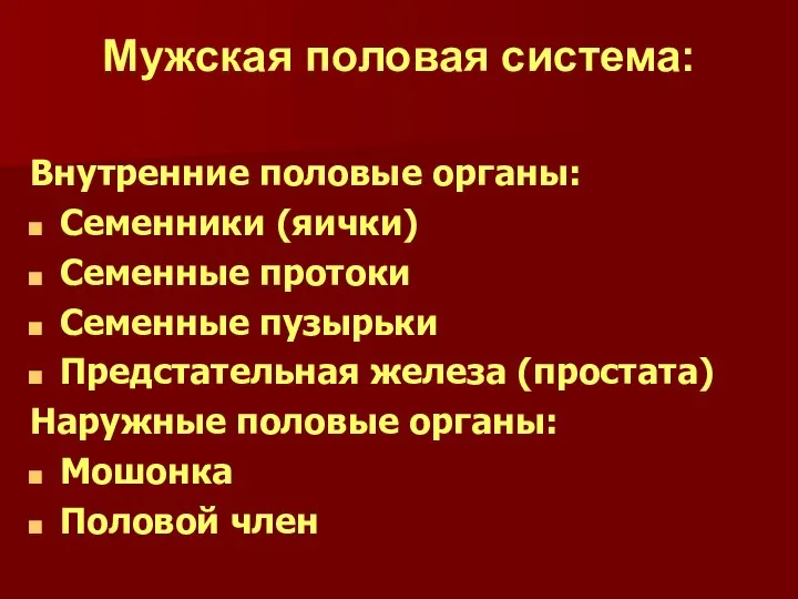 Мужская половая система: Внутренние половые органы: Семенники (яички) Семенные протоки Семенные