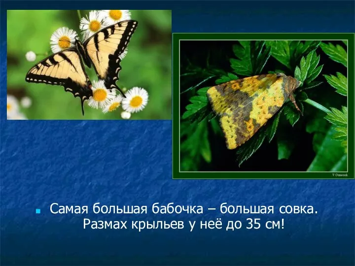 Самая большая бабочка – большая совка. Размах крыльев у неё до 35 см!