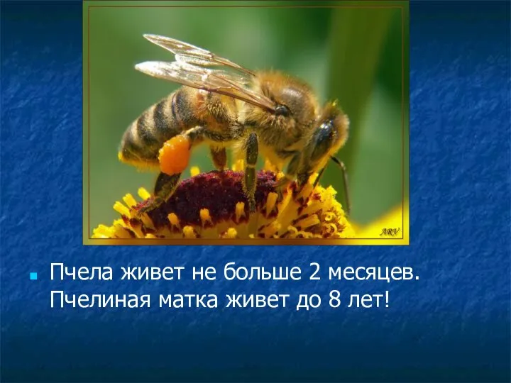 Пчела живет не больше 2 месяцев. Пчелиная матка живет до 8 лет!