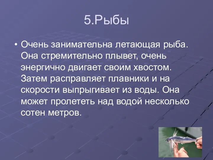 5.Рыбы Очень занимательна летающая рыба. Она стремительно плывет, очень энергично двигает