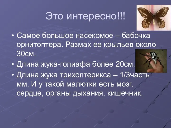 Это интересно!!! Самое большое насекомое – бабочка орнитоптера. Размах ее крыльев