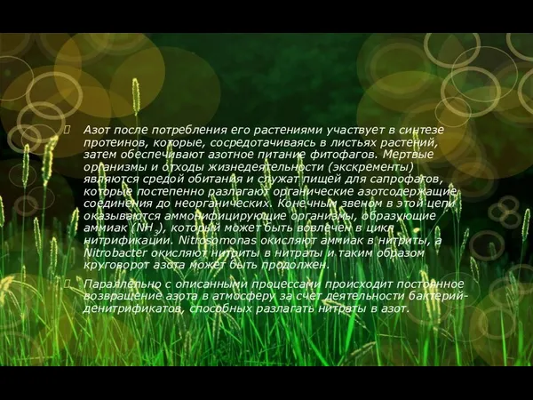 Азот после потребления его растениями участвует в синтезе протеинов, которые, сосредотачиваясь