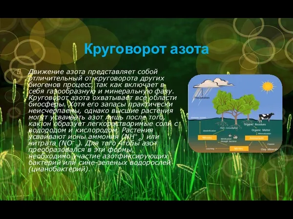 Круговорот азота Движение азота представляет собой отличительный от круговорота других биогенов