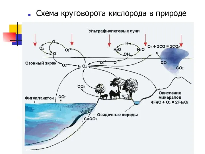 Схема круговорота кислорода в природе