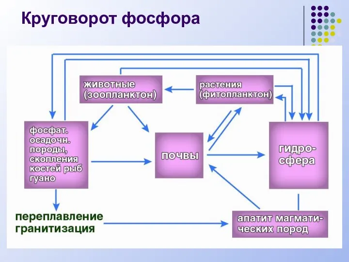 Круговорот фосфора