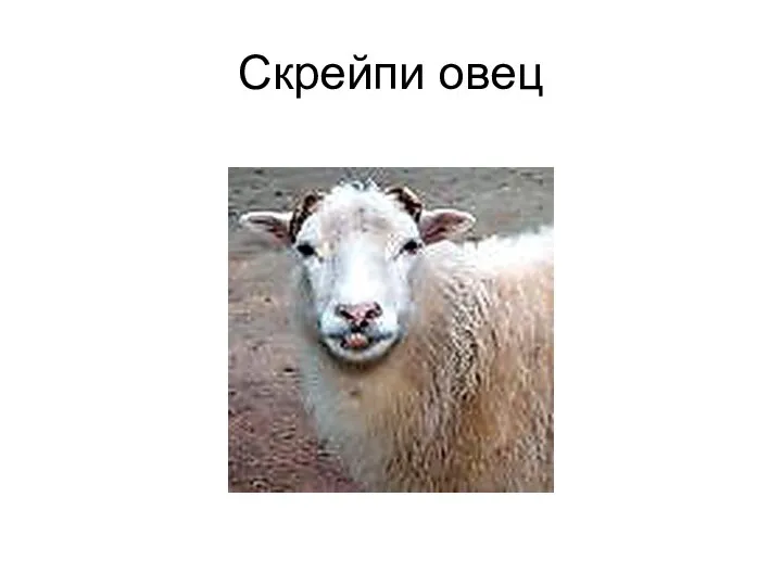 Скрейпи овец