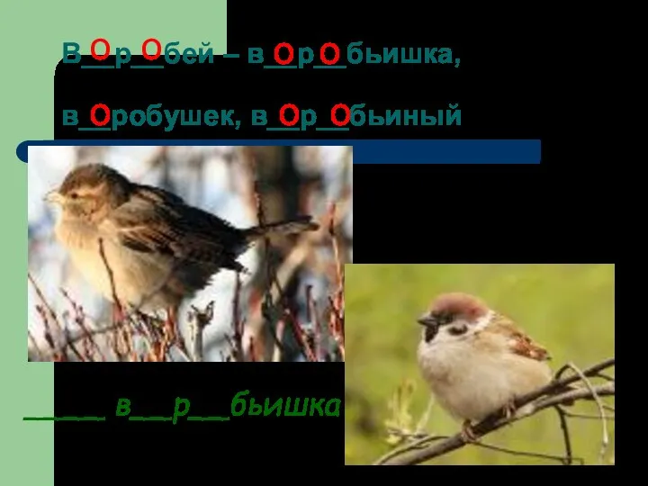 В__р__бей – в__р__бьишка, в__робушек, в__р__бьиный о о о о о о о ____ в__р__бьишка