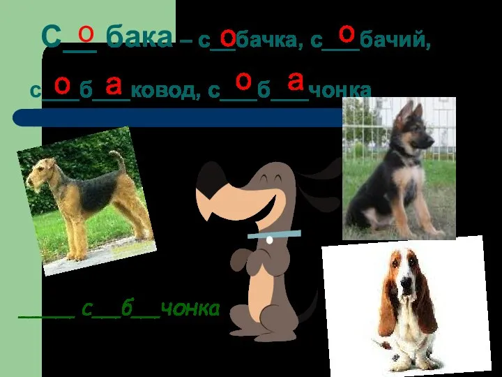 С__ бака – с__бачка, с___бачий, с___б___ковод, с___б___чонка о о о о а о ____ с__б__чонка а