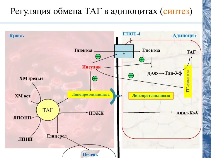 Регуляция обмена ТАГ в адипоцитах (синтез) ТАГ Липопротеинлипаза НЭЖК Глицерол Печень