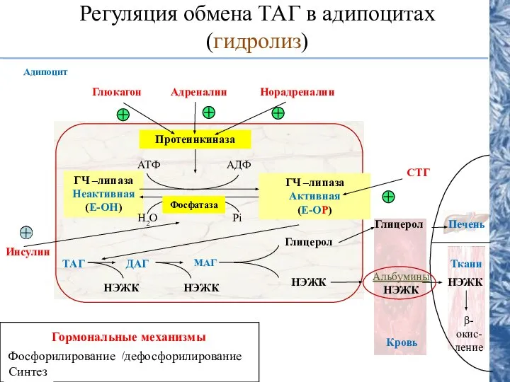 Регуляция обмена ТАГ в адипоцитах (гидролиз) Протеинкиназа ГЧ –липаза Неактивная (Е-ОН)