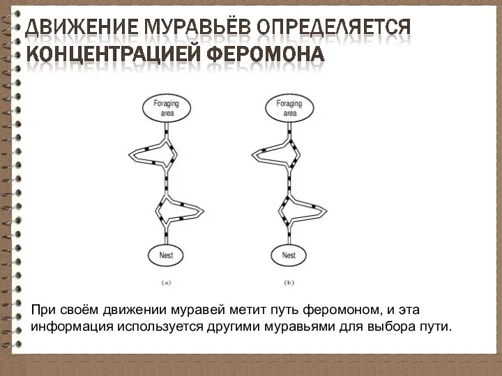 При своём движении муравей метит путь феромоном, и эта информация используется другими муравьями для выбора пути.