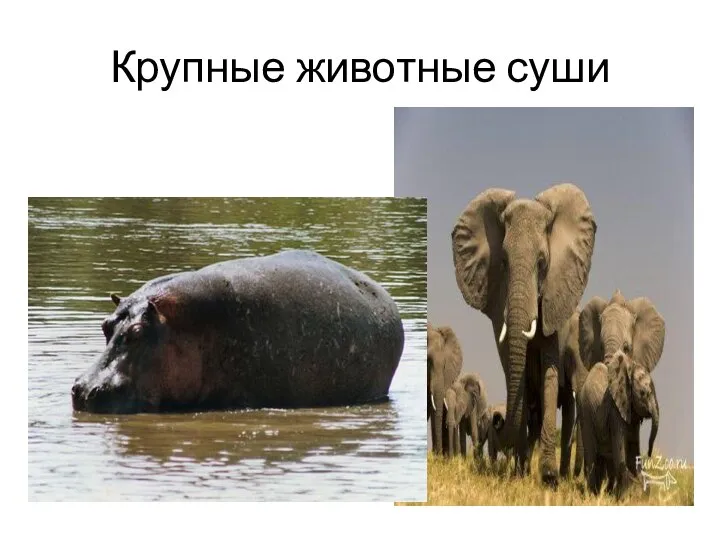 Крупные животные суши