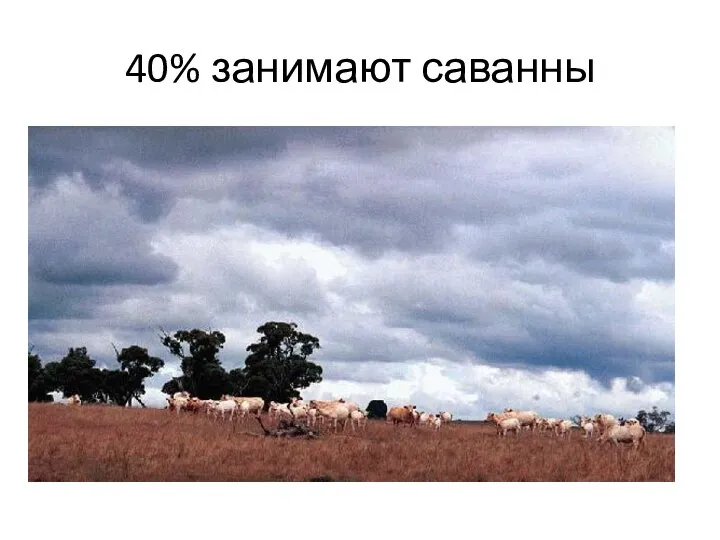 40% занимают саванны