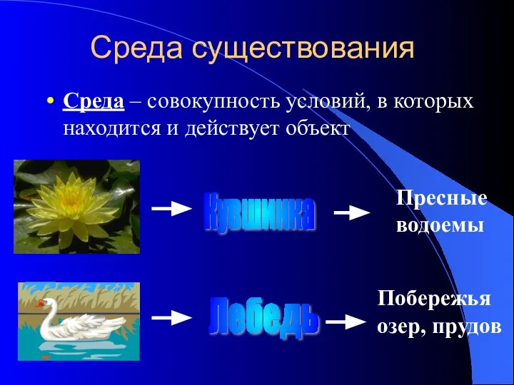 Среда существования Среда – совокупность условий, в которых находится и действует